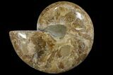 Choffaticeras (Daisy Flower) Ammonite Half - Madagascar #111317-1